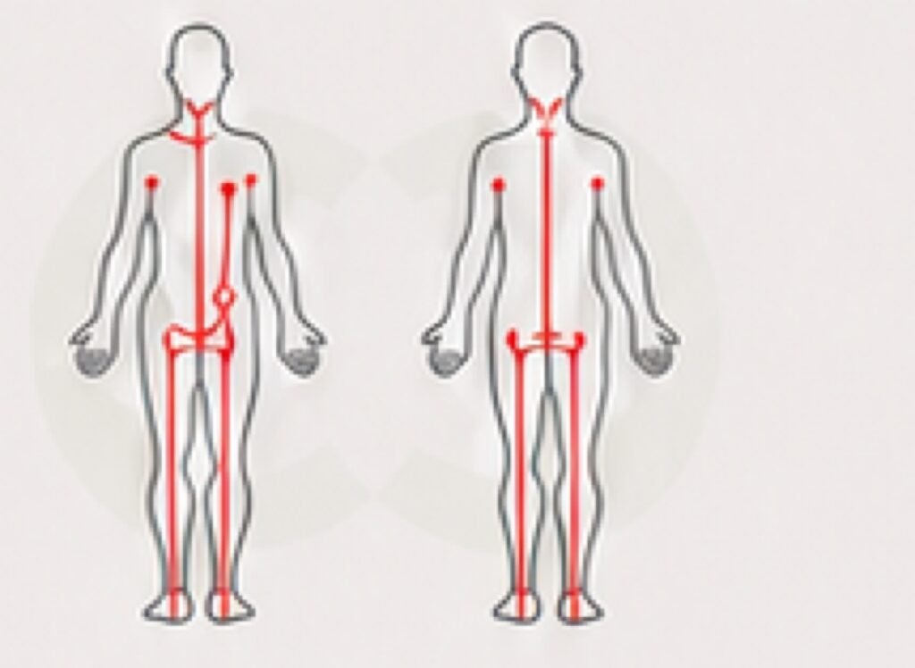 Whole-body connections shown from the front and back